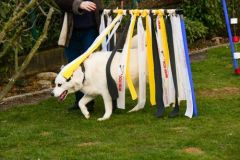 degility-hundetraining-lohmar-06